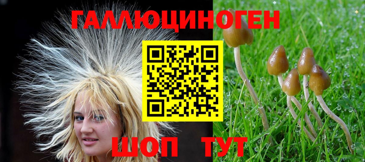 Ачхой-Мартан  Псилоцибиновые грибы MAGIC MUSHROOMS  Вход с VPN 